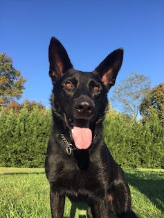 K-9 Jax smiles as he hears the news about his new protective vest